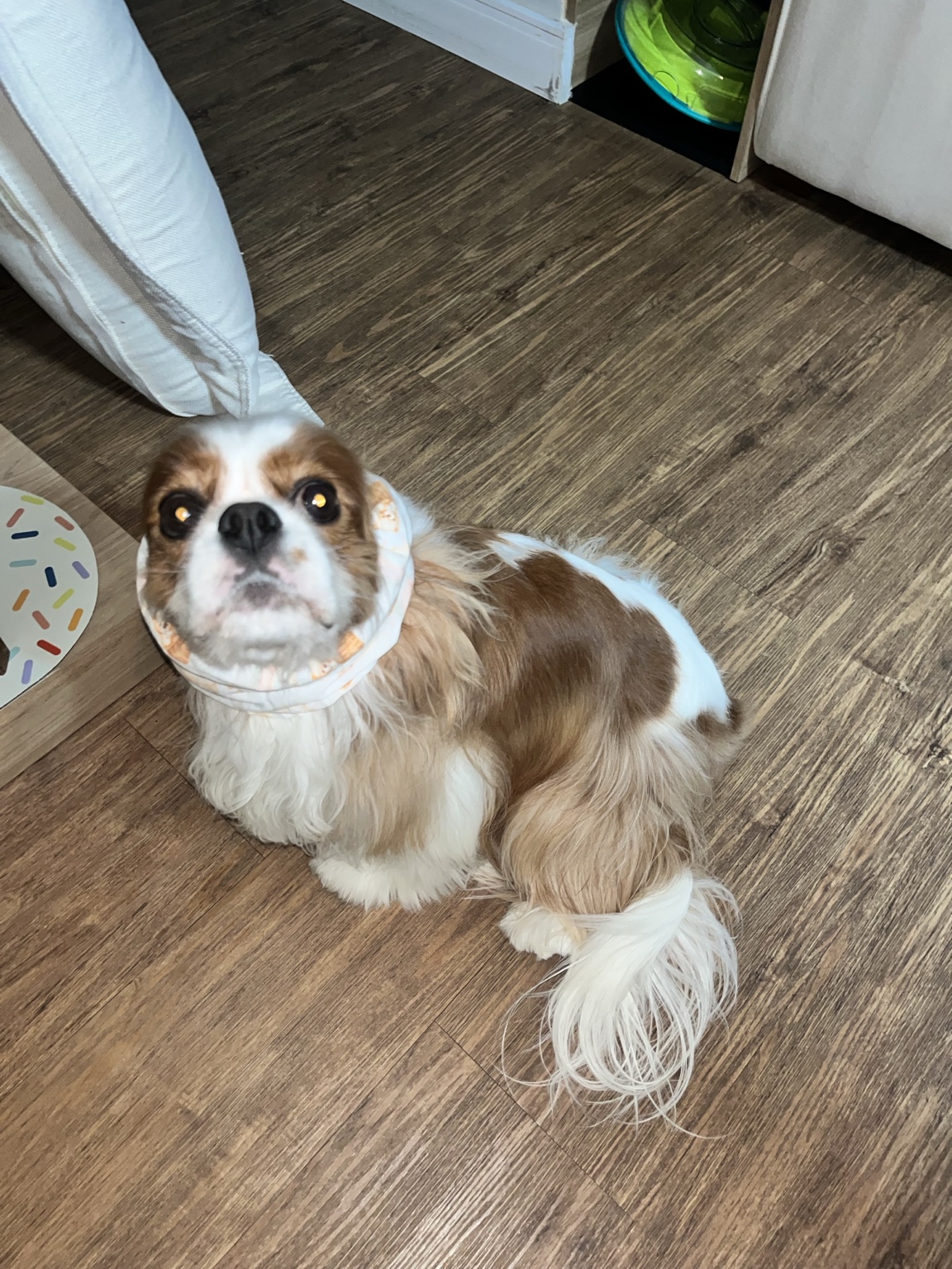 Cavalier olhando para cima com snood estampado