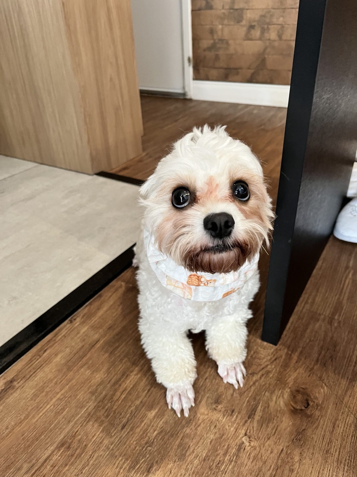 Cão branco sentado usando snood claro