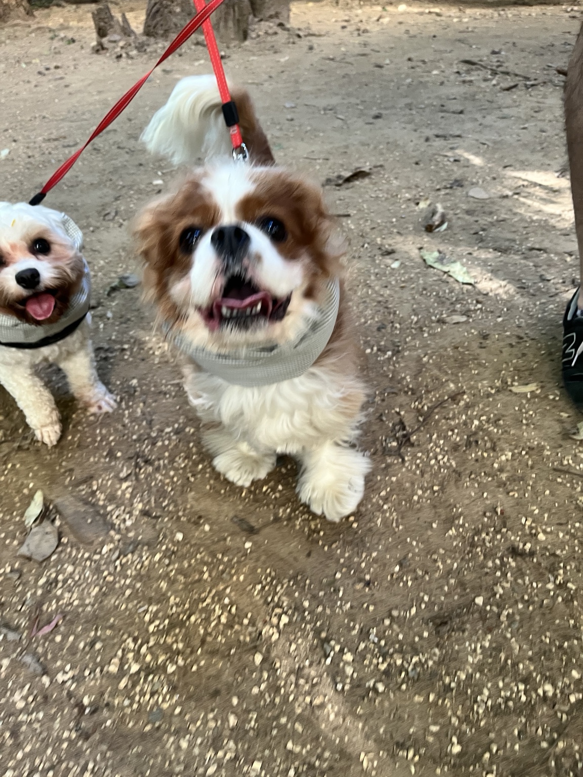 Dois cães de snood durante um passeio