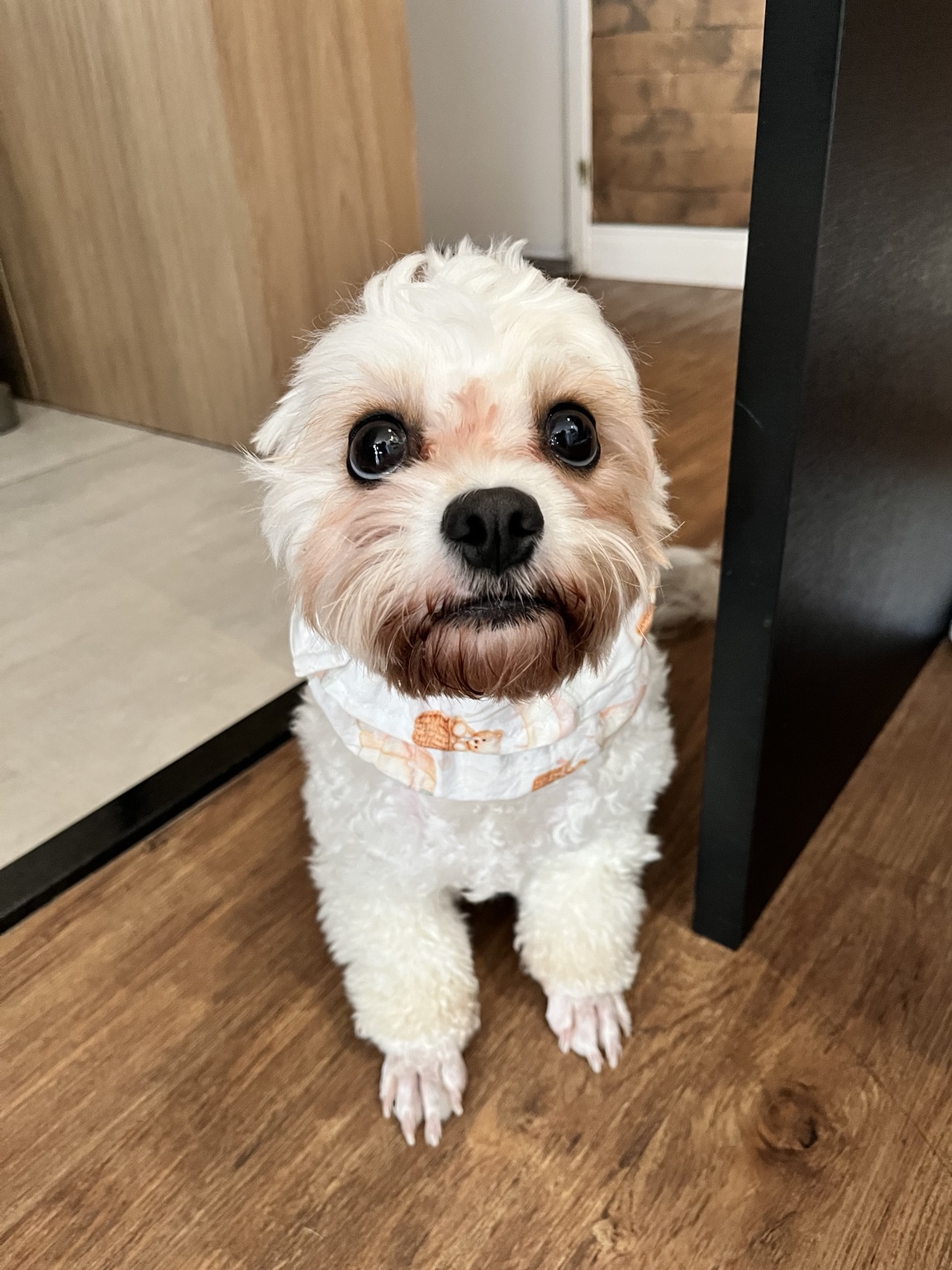 Cão branco de pelo cacheado usando snood estampado