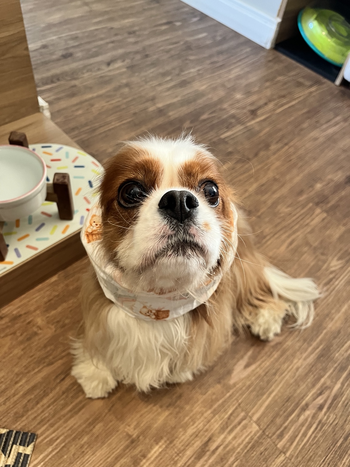 Cavalier King Charles Spaniel usando um snood Dognood ao lado do pote de comida